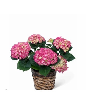 pink hydrangea/plant 