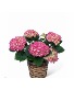 pink hydrangea/plant pink/blue hydrangeas