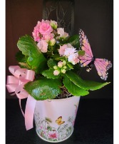 Pink Kalanchoe Blooming