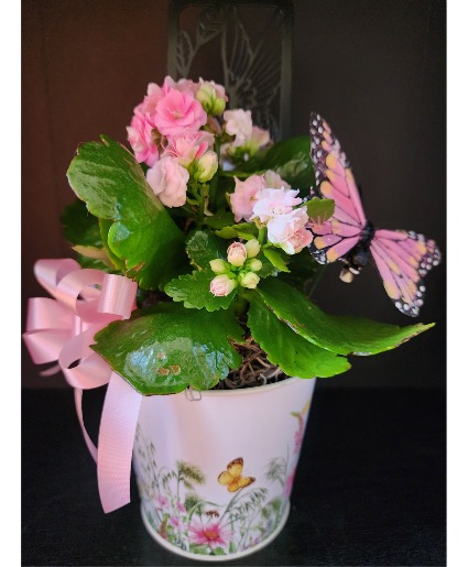 Pink Kalanchoe Blooming