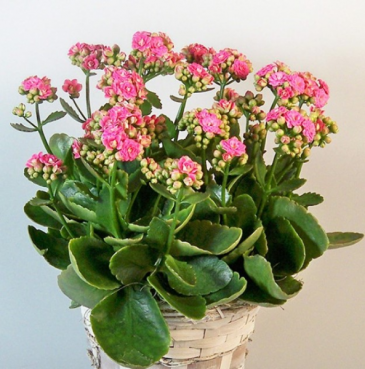 Pink Kalanchoe Plant in Saint George, UT - DESERT ROSE FLORAL