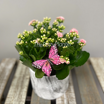 Pink Kalanchoe Plant