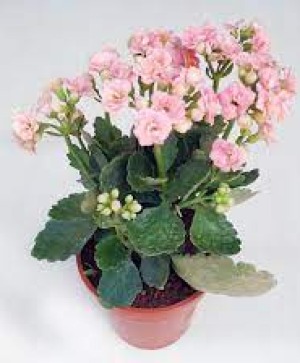 Pink Kalanchoe Plant