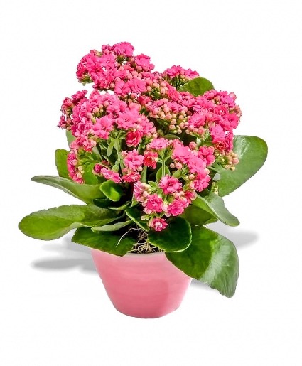 Pink kalanchoe plant  Plant
