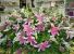 Purchase this funeral home arrangement