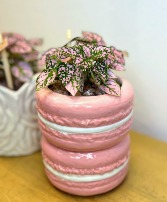 Pink Macaron Planter House Plant