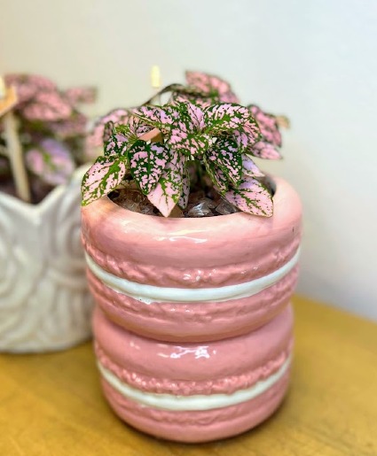 Pink Macaron Planter House Plant