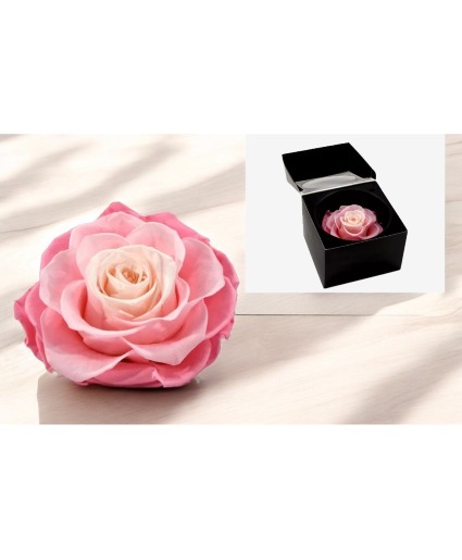 Pink Mandala Preserved Rose – A Timeless Blo