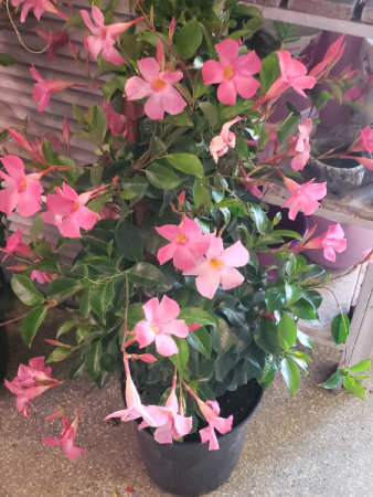 Pink mandevilla Plant
