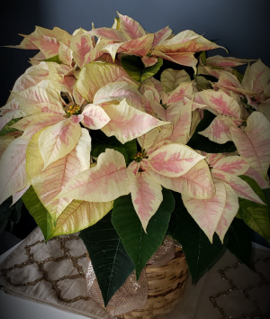 Pink Marble Poinsettia  