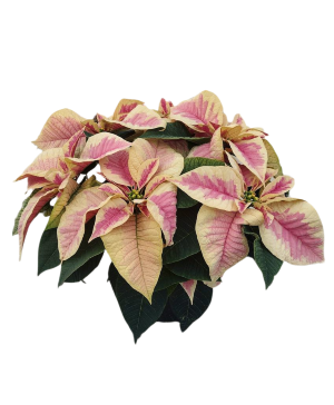 Pink Marble Poinsettia Blooming Plant
