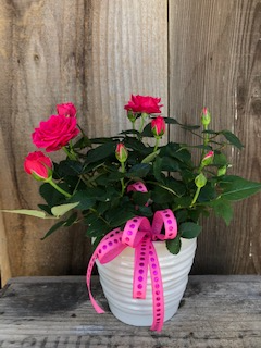 Pink Mini Roses Potted Plant
