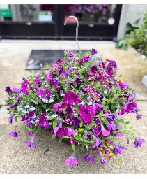 Pink Night Sky Petunias Hanging Basket