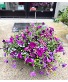 Pink Night Sky Petunias Hanging Basket