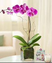 Pink Orchid 