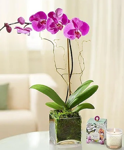 Pink Orchid 