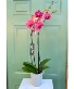 Pink Orchid 