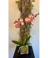 Pink Orchid Flowering Plant