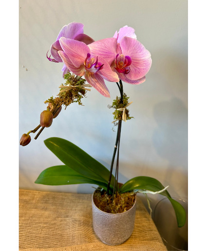 Pink Orchid Flowering Plant