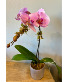 Pink Orchid Flowering Plant