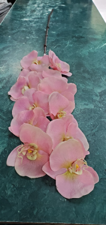 Pink Orchid Phaleanopsis