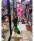 Pink Orchid  Plant 