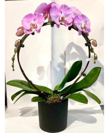 PINK ORCHID PLANT in Toronto, ON | PERCY WATERS FLORIST