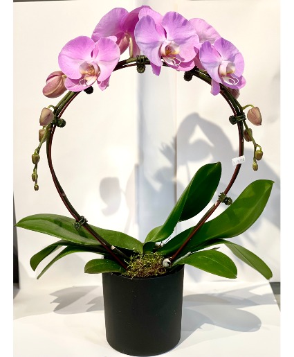 PINK ORCHID PLANT