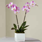 Pink Orchid Planter Plant