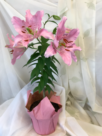 Pink Oriental Lily