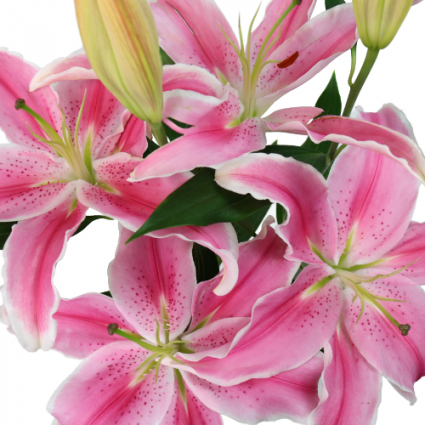 Pink Oriental Lily  Bunch