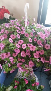 Outdoor blooming plant color may vary