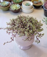 Pink Panther Plant