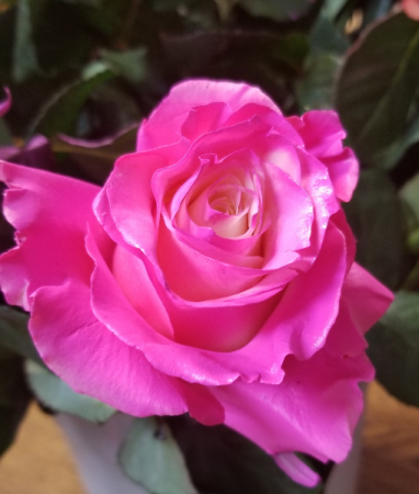 PINK PASSION ROSE 1 DOZEN