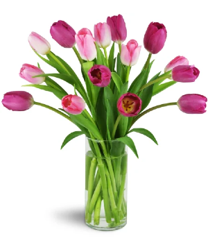 Pink Pearl Bunch Tulips