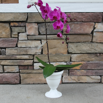 Pink Perfection Orchid