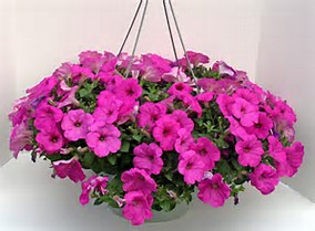 Pink Petunia Hanging Basket 
