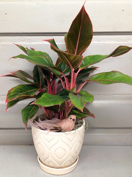 Pink Philodendron  