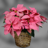 Pink Poinsettia Blooming Plant