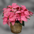 Pink Poinsettia Blooming Plant