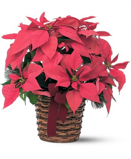 Pink poinsettia