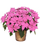 Pink Poinsettia 