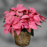 Small Poinsettia  Blooming Plant