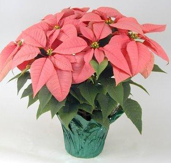 Pink Poinsettia  Also available in Marble, Red and White in basket and decorated