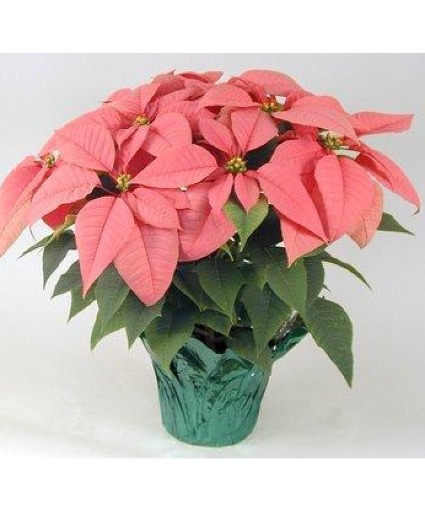 Pink Poinsettia Blooming Plant