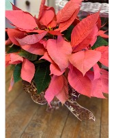 Pink Poinsettia Blooming Plant