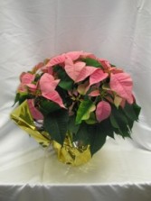 Pink Poinsettia Blooming Plant