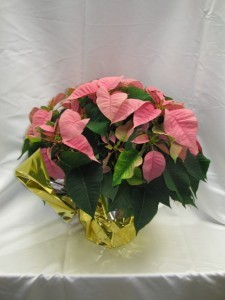 Pink Poinsettia Blooming Plant