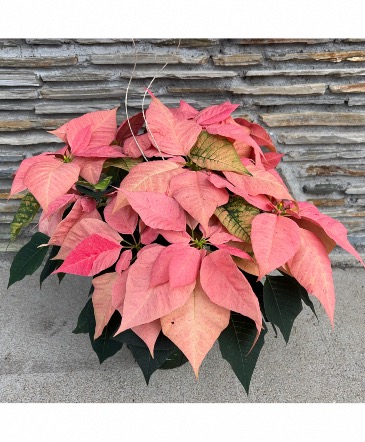 *Festive Finds Special* Pink Poinsettia Houseplant in Mattapoisett, MA | Blossoms Flower Shop