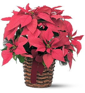 Pink Poinsettia Plant